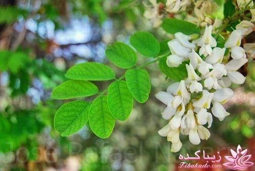 گیاهان آپارتمانی 